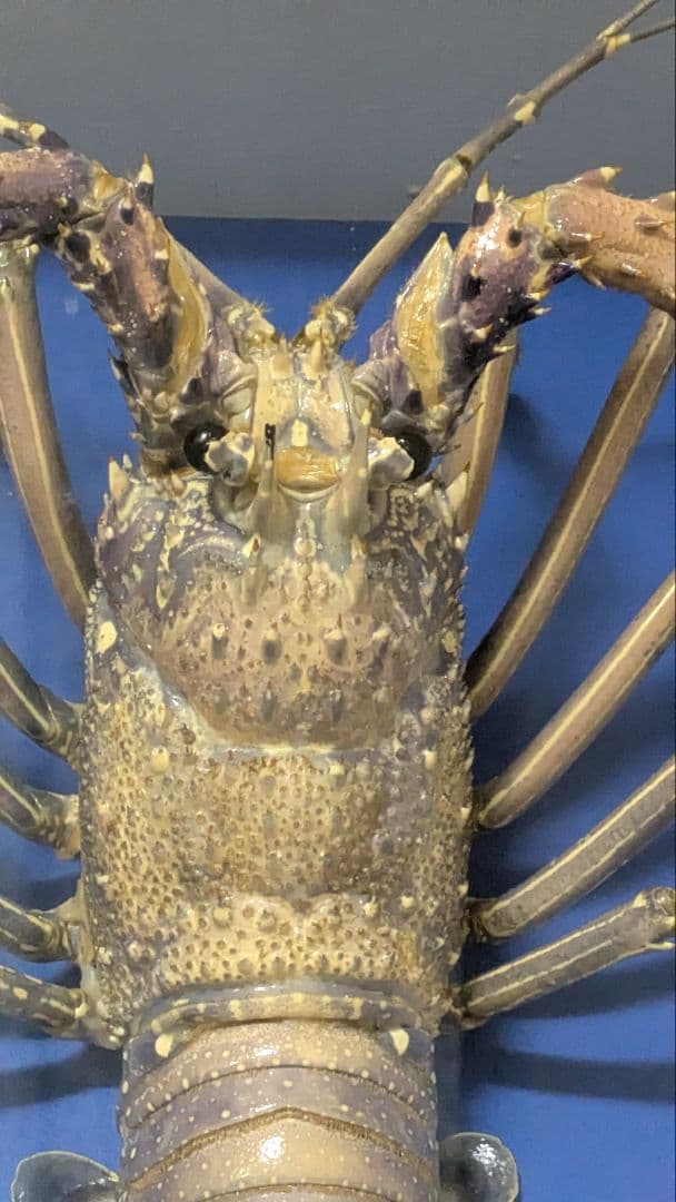 伊勢海老剥製　標本　額装