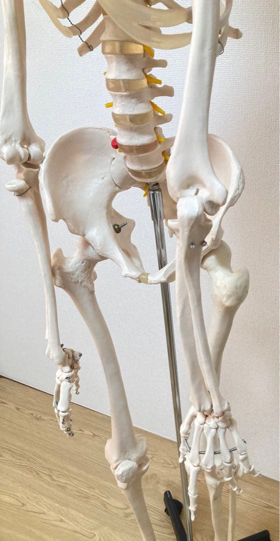 ☆レア 全身人体模型 骨格標本 約180cm 可動式 キャスター付き 医学 教材