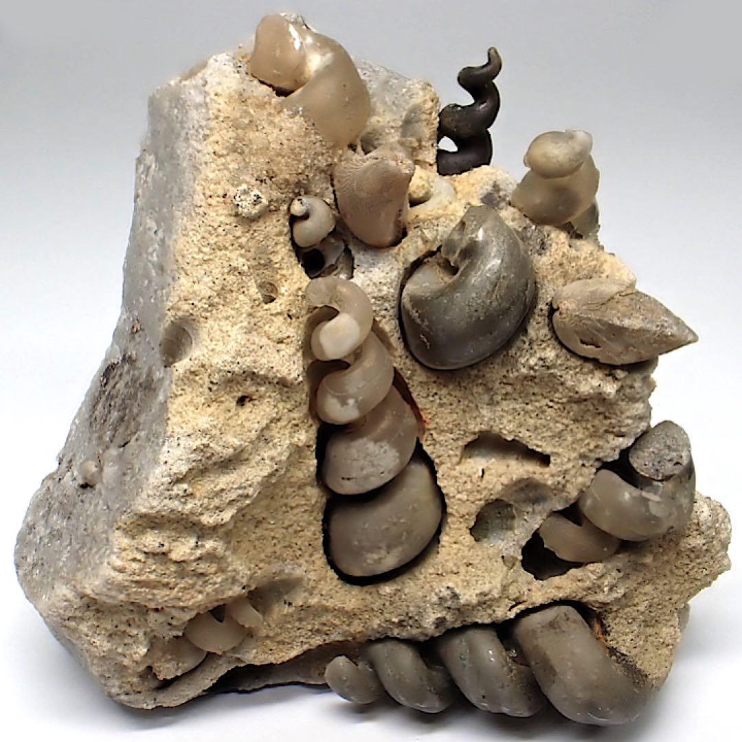 【ロシア/サラトフ産】メノウ化巻貝(月のお下がり)