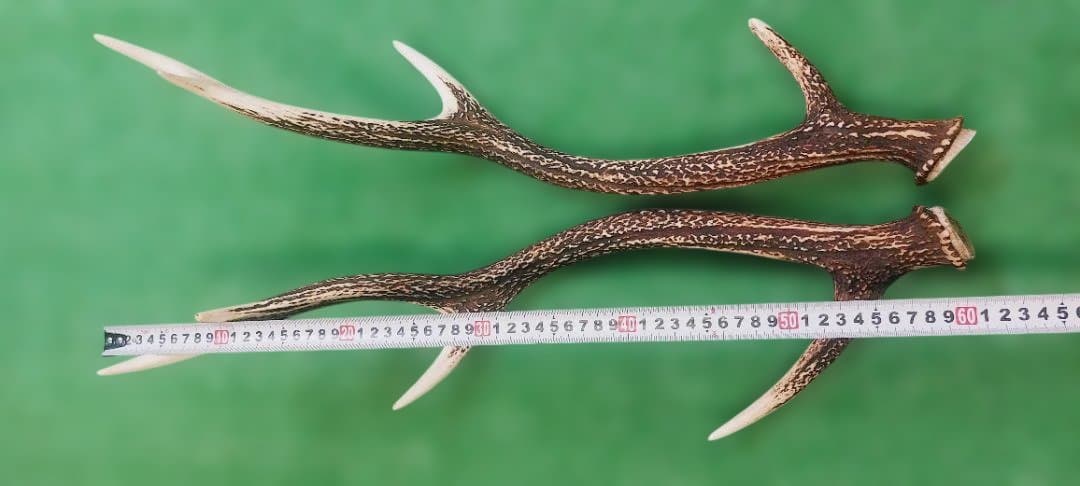 大型日本鹿の天然角 約60cm 左右 2本セット