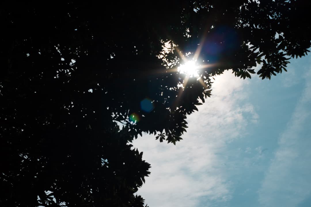 【極美品】Carl Zeiss Planar 50mm F1.4 MMJ 970