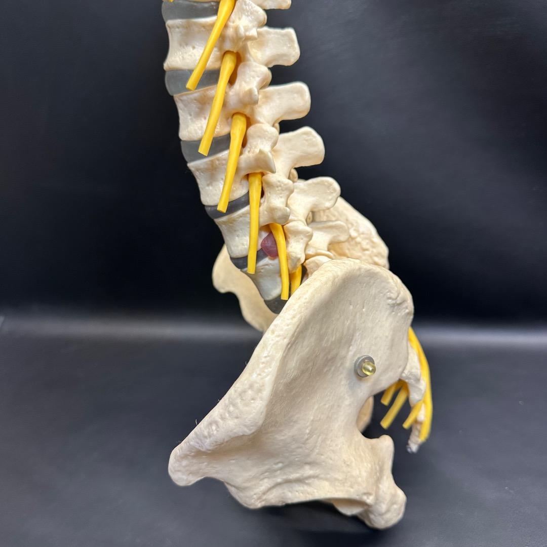 ♡※後右棚c1001 somso 脊柱模型 人体模型 人体骨格模型 約80cm