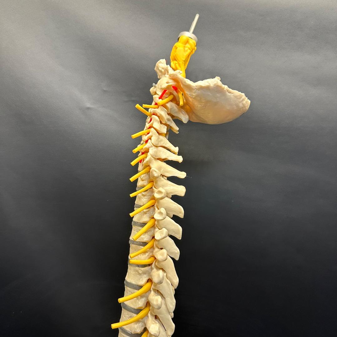 ♡※後右棚c1001 somso 脊柱模型 人体模型 人体骨格模型 約80cm