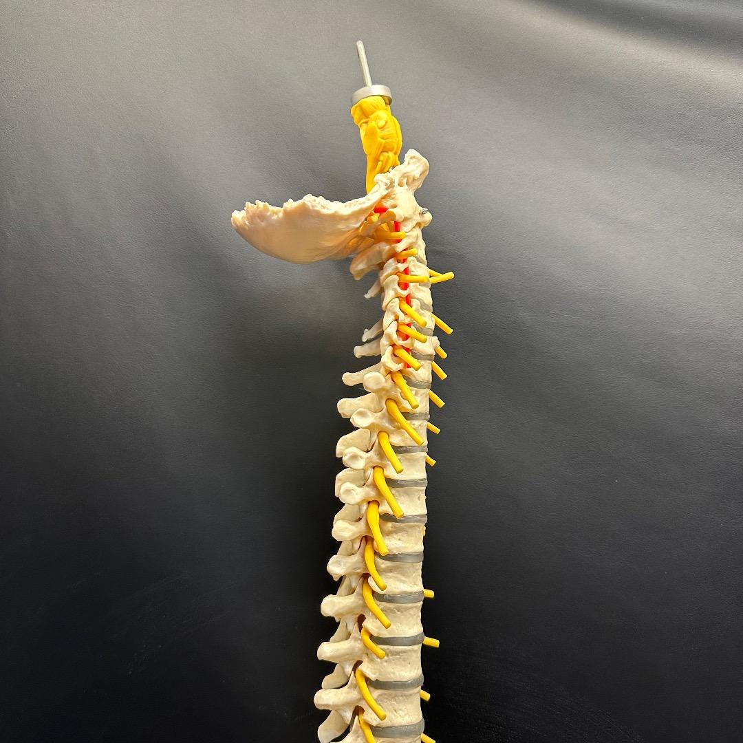 ♡※後右棚c1001 somso 脊柱模型 人体模型 人体骨格模型 約80cm