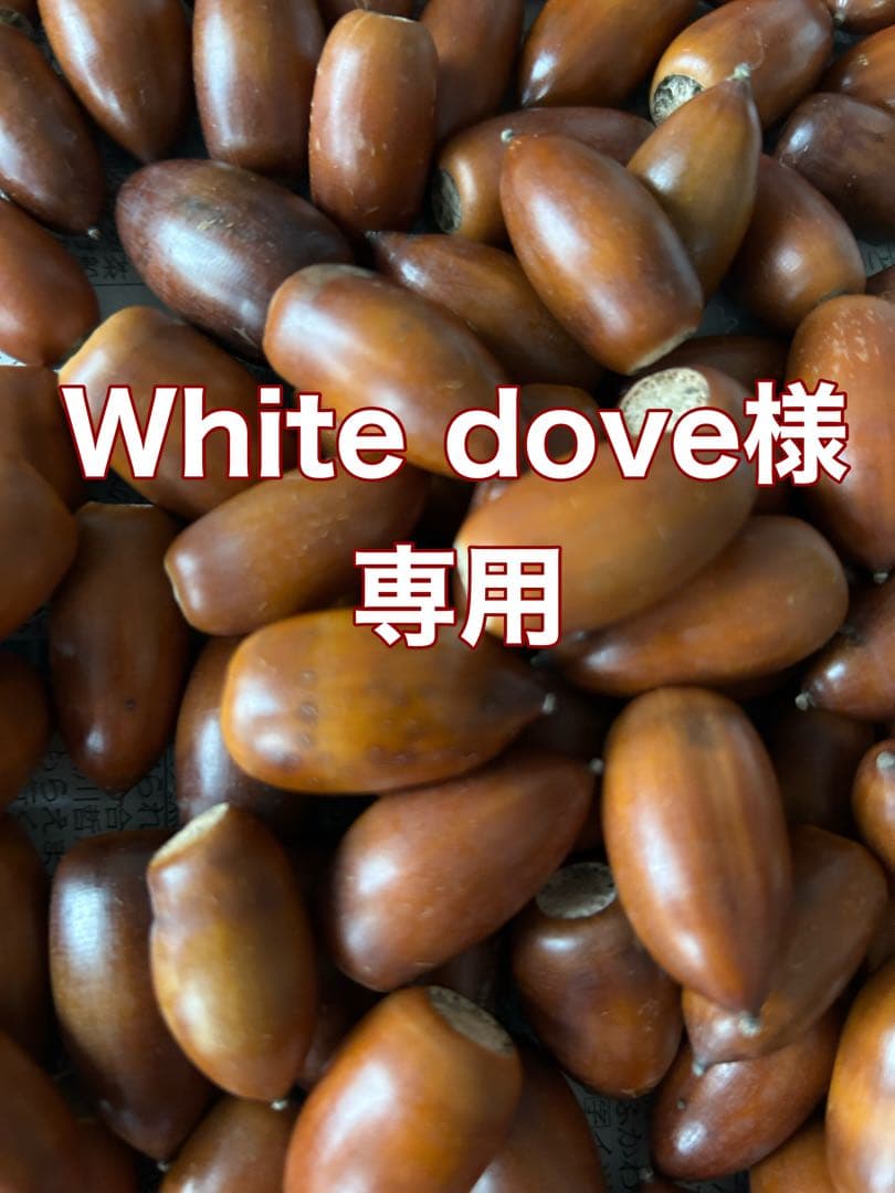 White dove　②