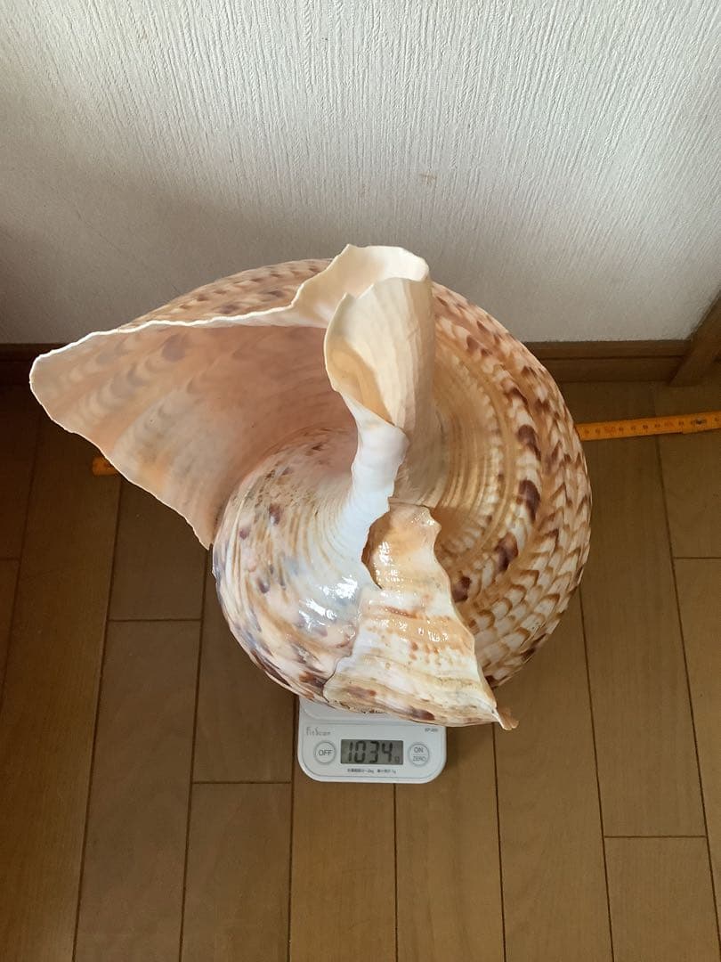 ヤフメリ27・法螺貝・山伏・修験者・戦国武将・縁起物・熊避・グレートトラバース