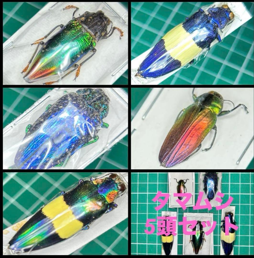 専用品　標本おまとめ 04161