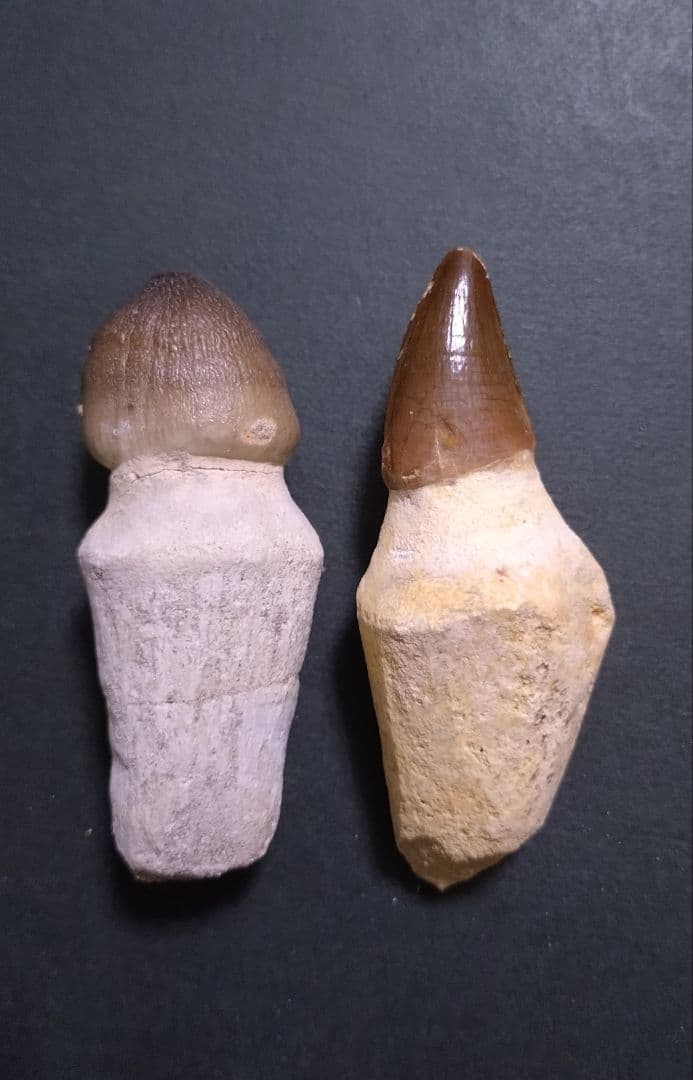 【見比べ美品】恐竜の化石 モササウルスの歯根付 ノーマルとグロビデンス
