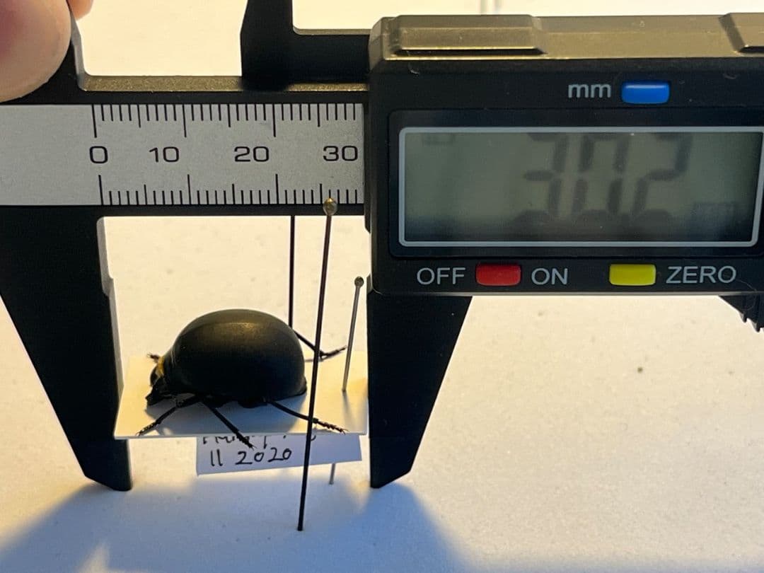 【19mm】マエガミパッツンゴミムシダマシ とんでもない甲虫 昆虫標本バケモノ