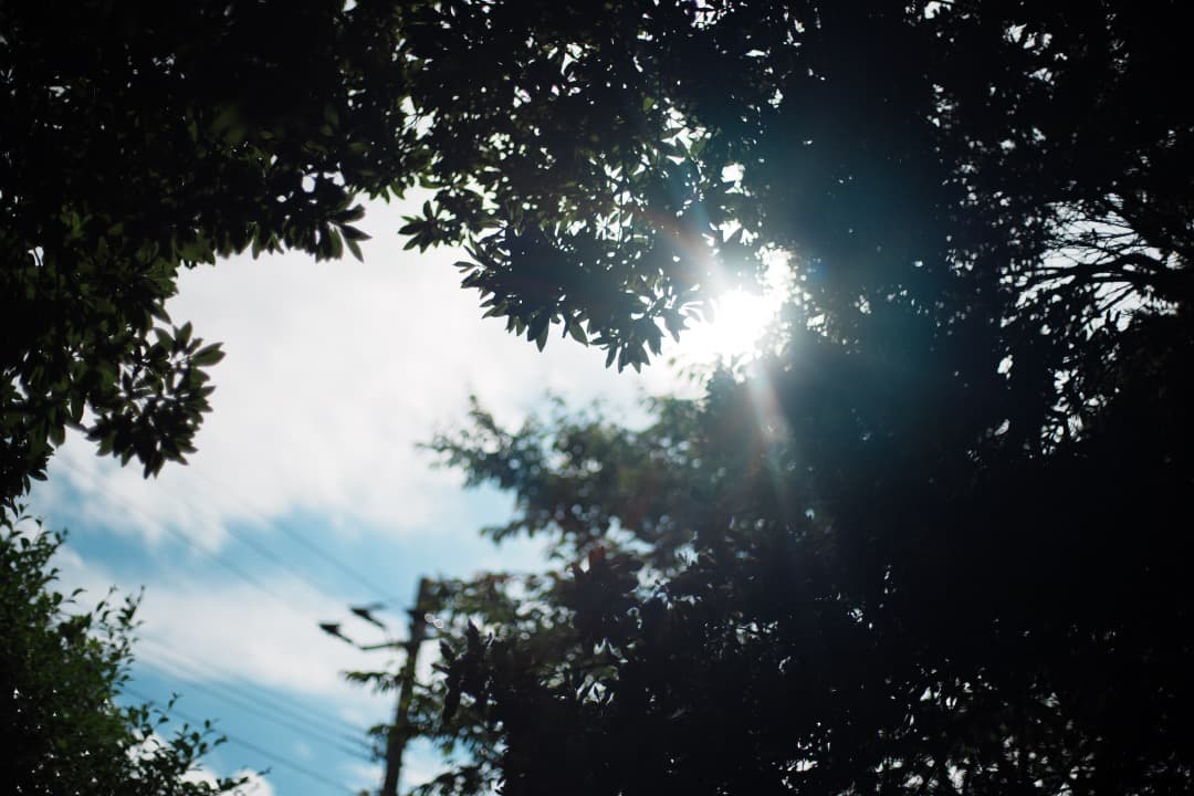 【極美品】Carl Zeiss Planar 50mm F1.4 MMJ 650