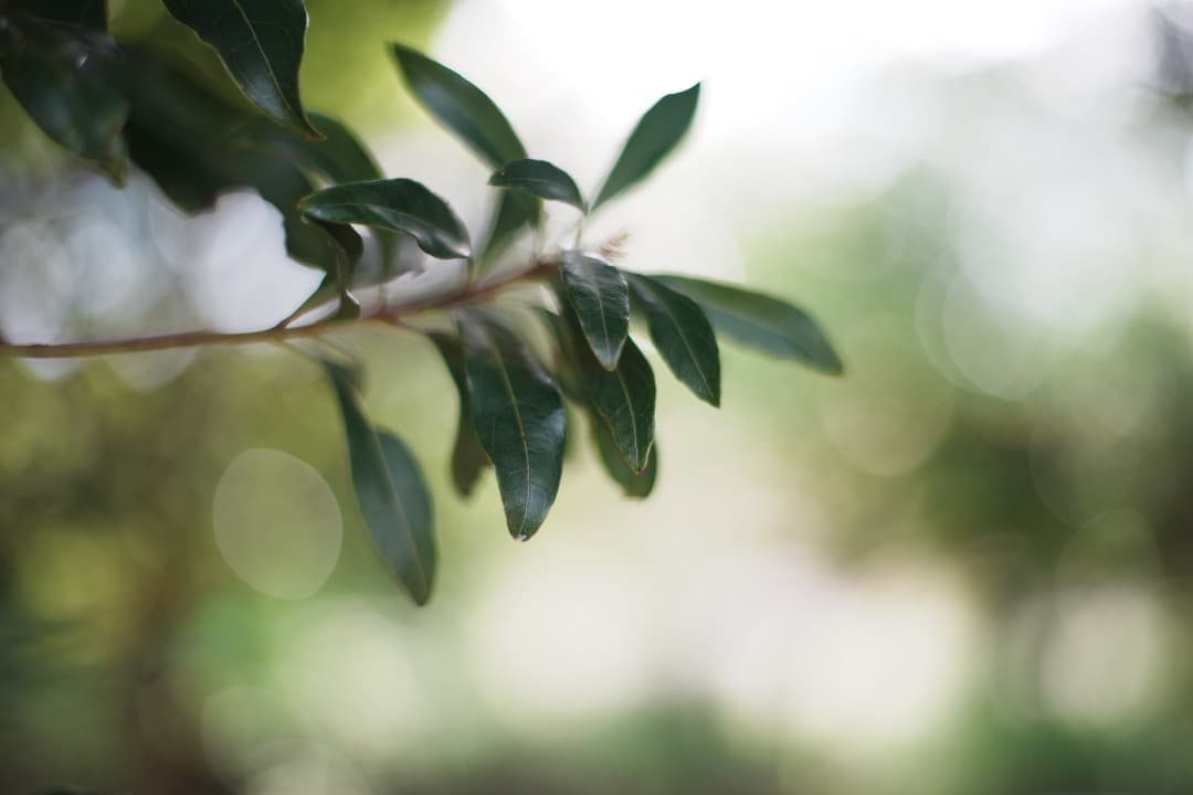 【極美品】Carl Zeiss Planar 50mm F1.4 MMJ 650