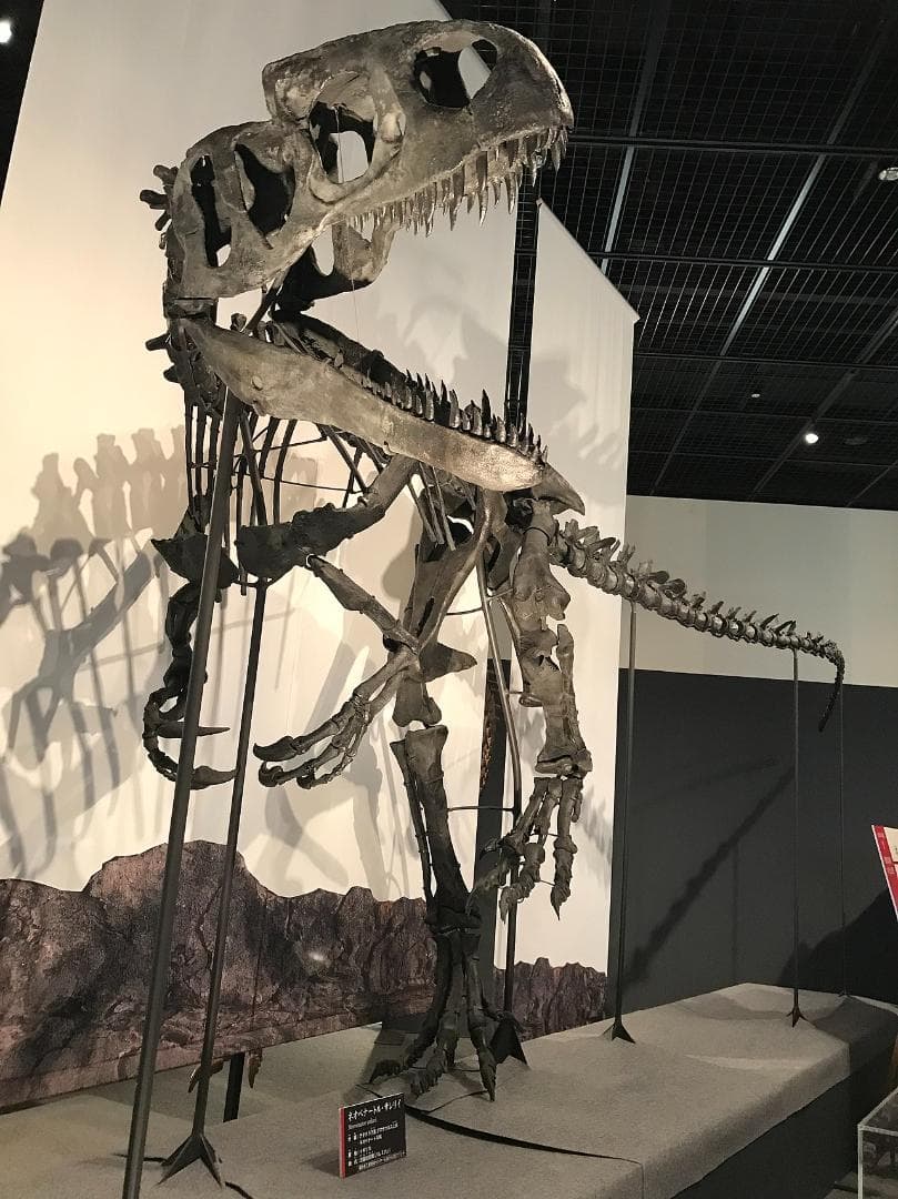 超希少！イギリス産肉食恐竜ネオヴェナトルの脊椎骨！　値段交渉可能