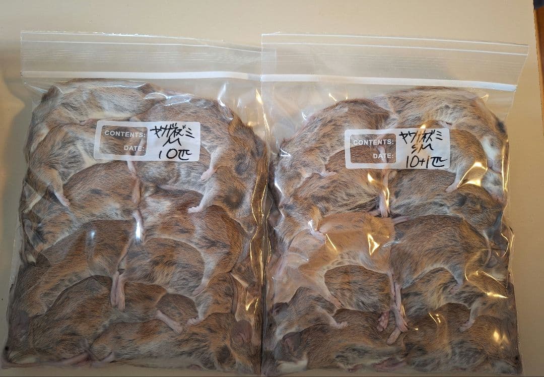 やっこ ラットsm10.m10. ヤワゲネズミsm10.m10.オマケ付