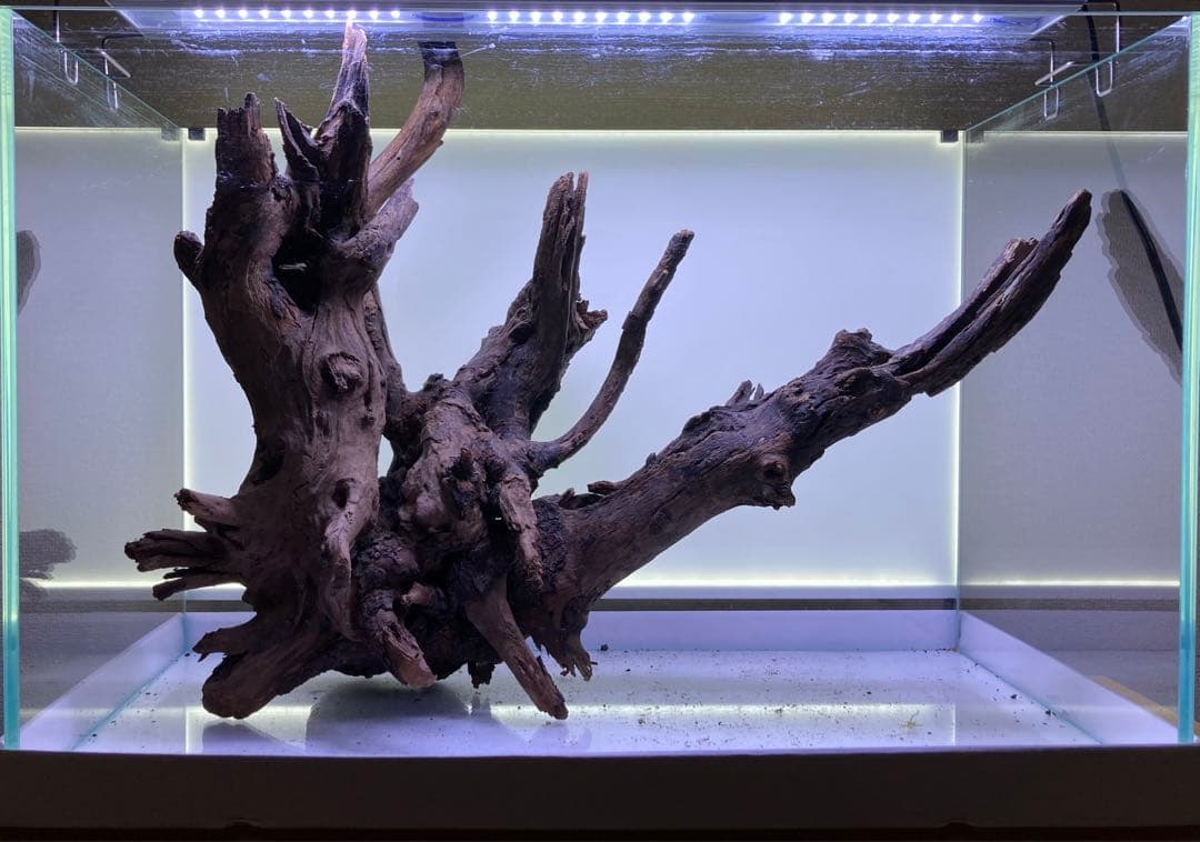 【流木】リベラ　ウッドサージXL