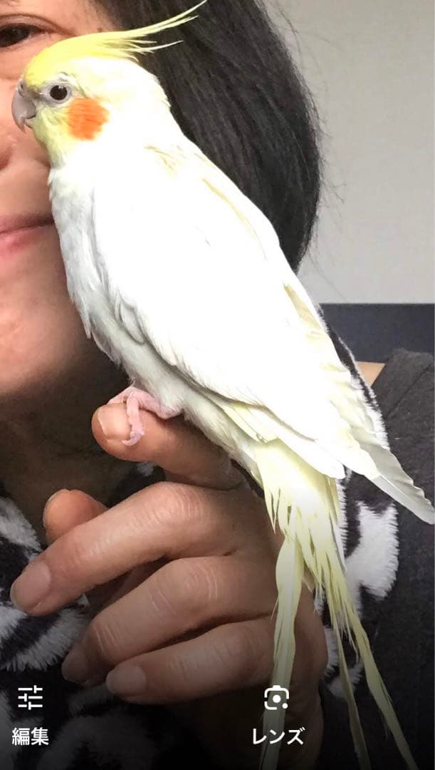 オカメインコ ホワイト 若鳥