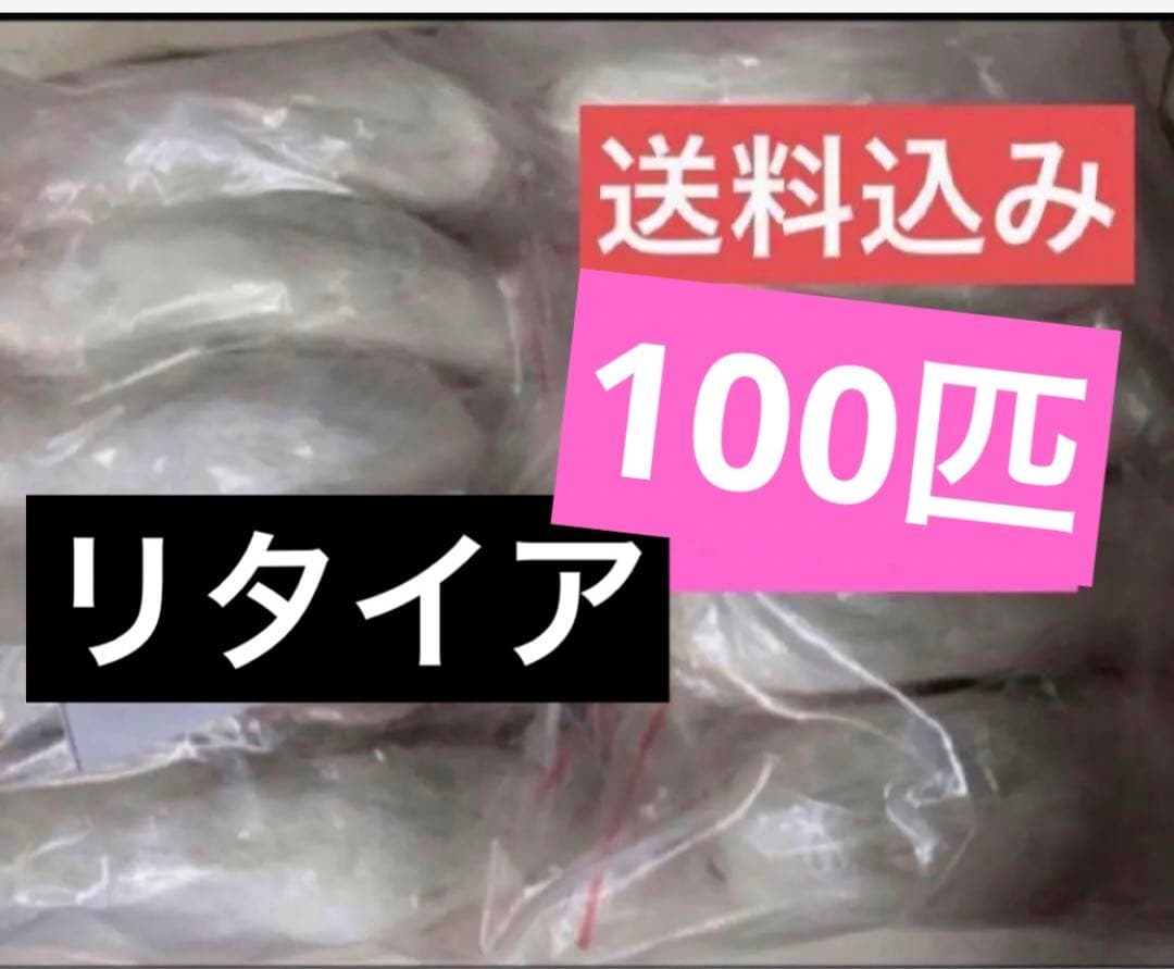 冷凍マウス　リタイアマウス　100匹　約10cm　お得！爬虫類　冷凍えさ 同梱可