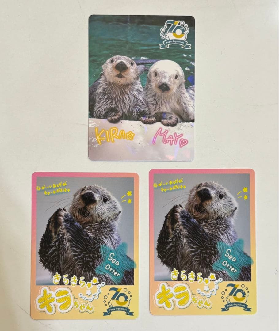 鳥羽水族館 コレクションカード　キラ・メイ レアカード ラッコ　ホロ加工