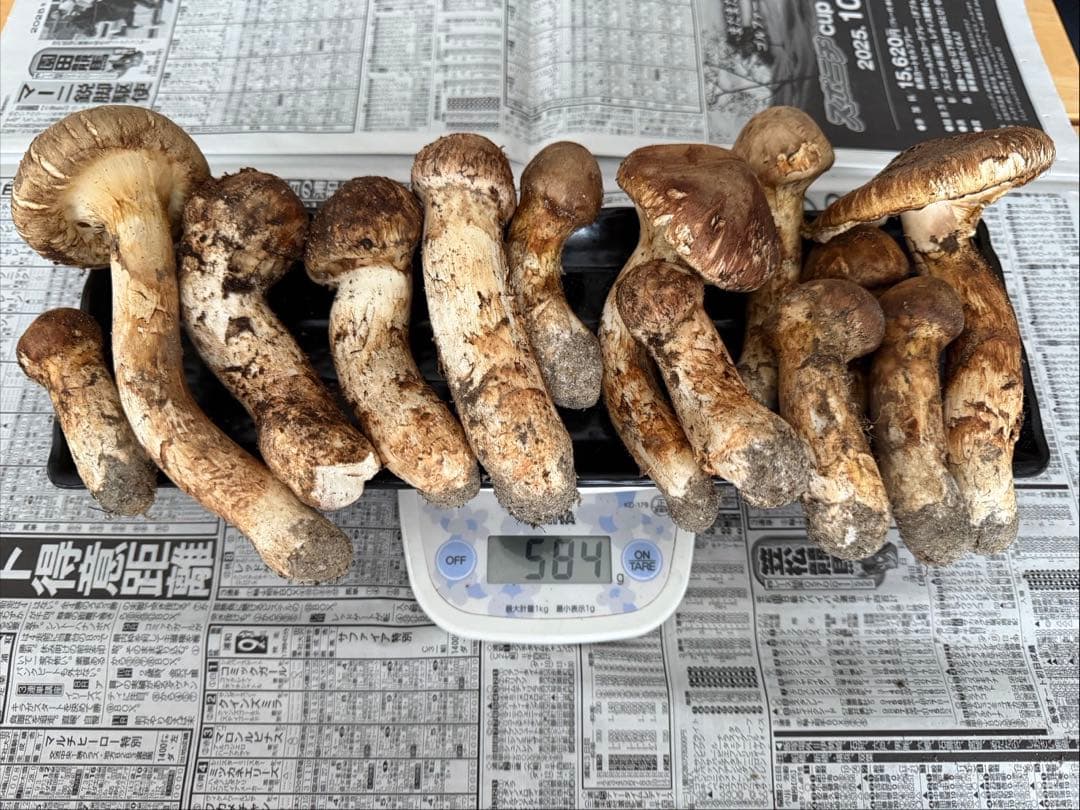 松茸　北海道　500g 国産