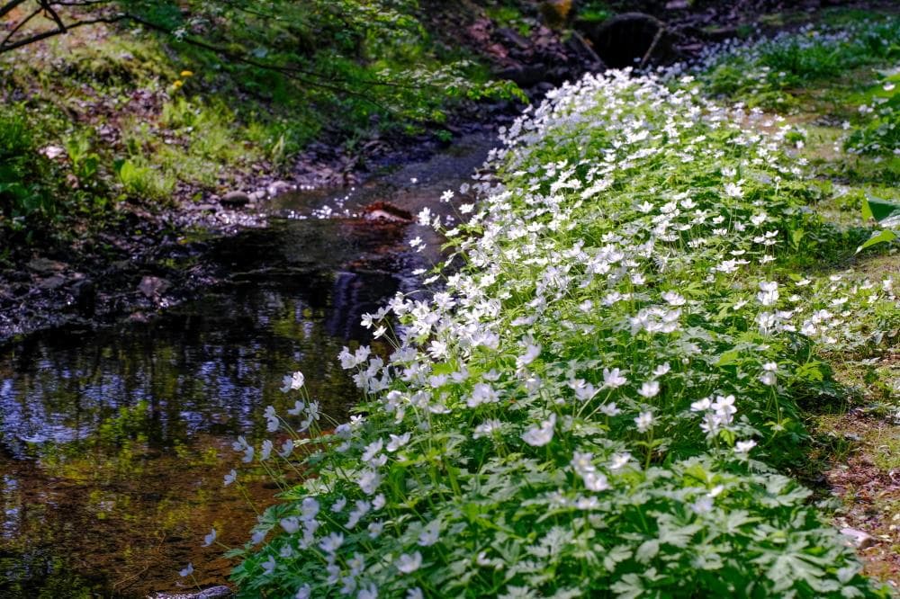 キヤノン 単焦点レンズ New FD 50mm F1.4 明るく高画質