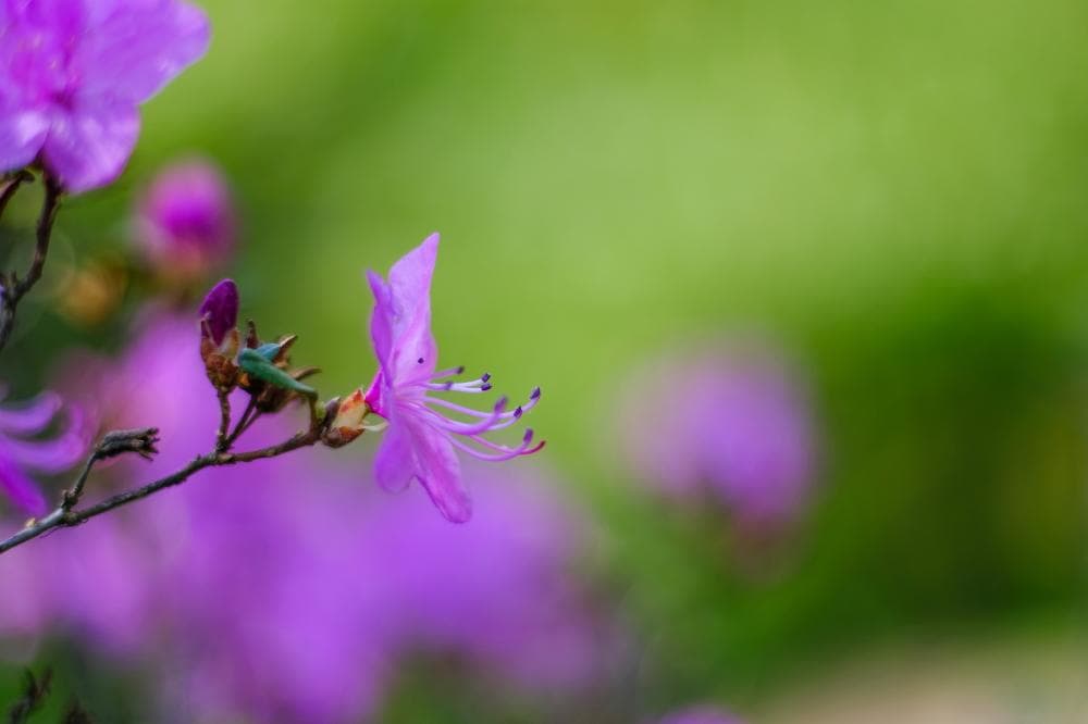 キヤノン 単焦点レンズ New FD 50mm F1.4 明るく高画質