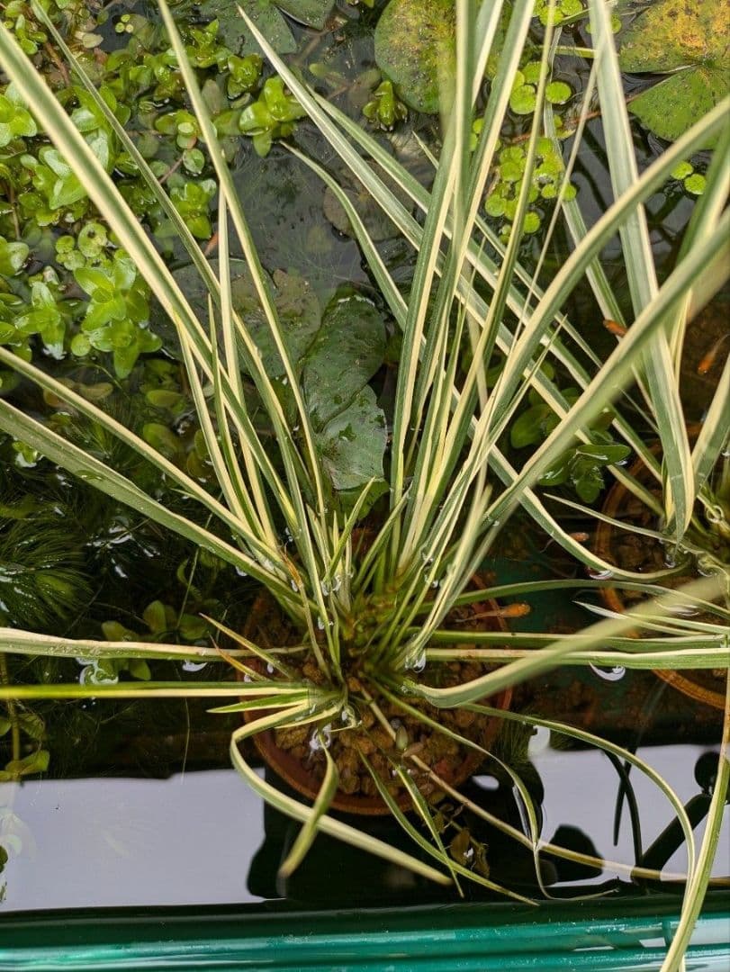 火鉢　青色八角形火鉢 陶器製　特大火鉢　大型火鉢昭和レトロアンテーク睡蓮鉢　水草