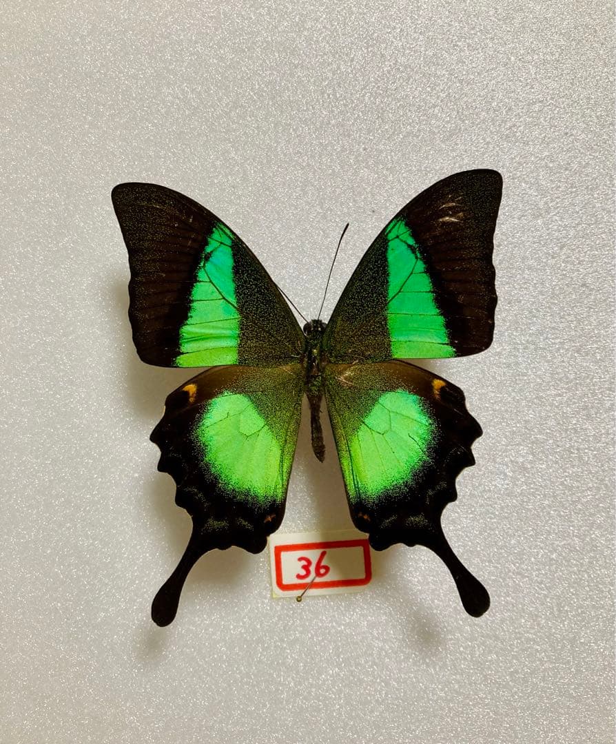 パピリオブッダ（1オス、インド・ニルギリ産）