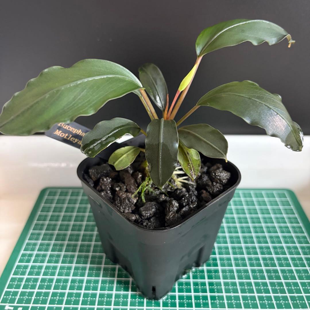 Bucephalandra Motleyana / Padawan 水上葉