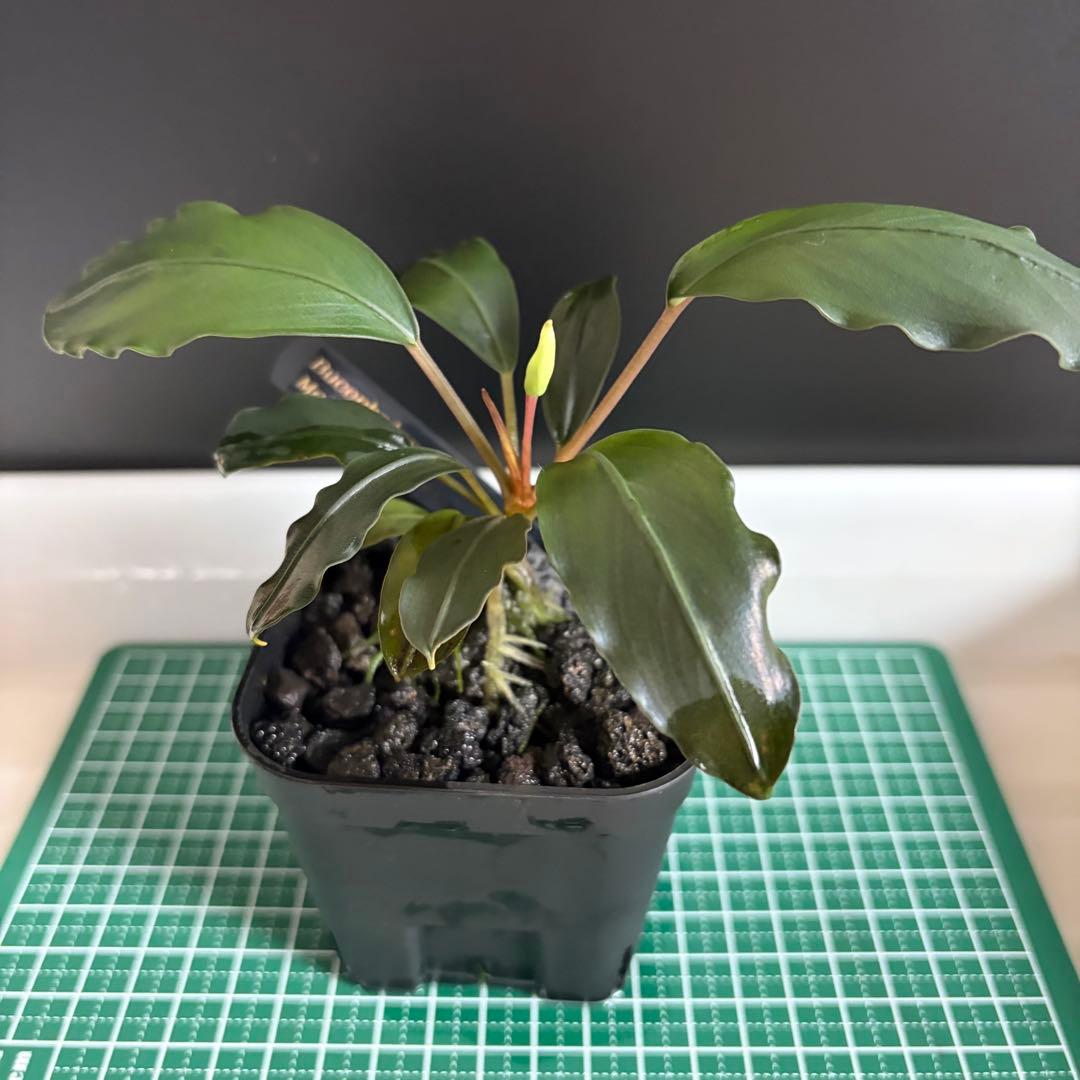 Bucephalandra Motleyana / Padawan 水上葉