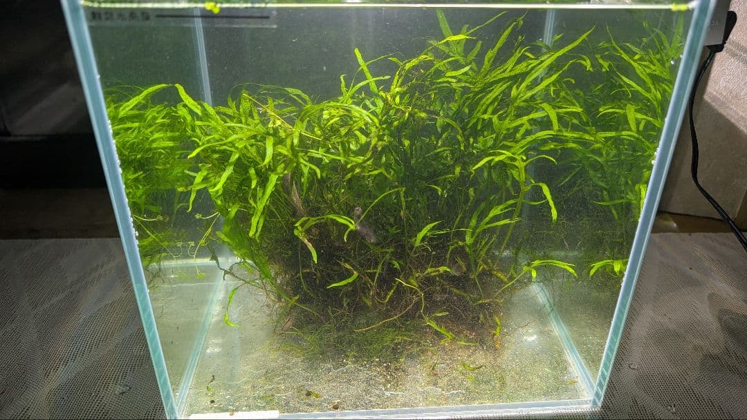 希少ミクロソリウムsp.サラワクカピットウエスト5株100葉以上大株自然活着流木