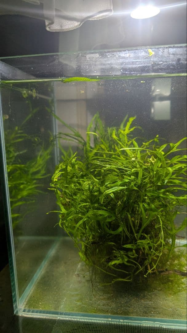 希少ミクロソリウムsp.サラワクカピットウエスト5株100葉以上大株自然活着流木