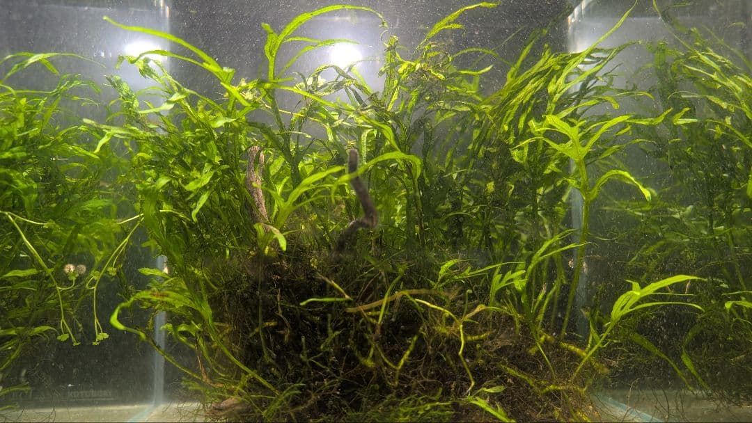 希少ミクロソリウムsp.サラワクカピットウエスト5株100葉以上大株自然活着流木