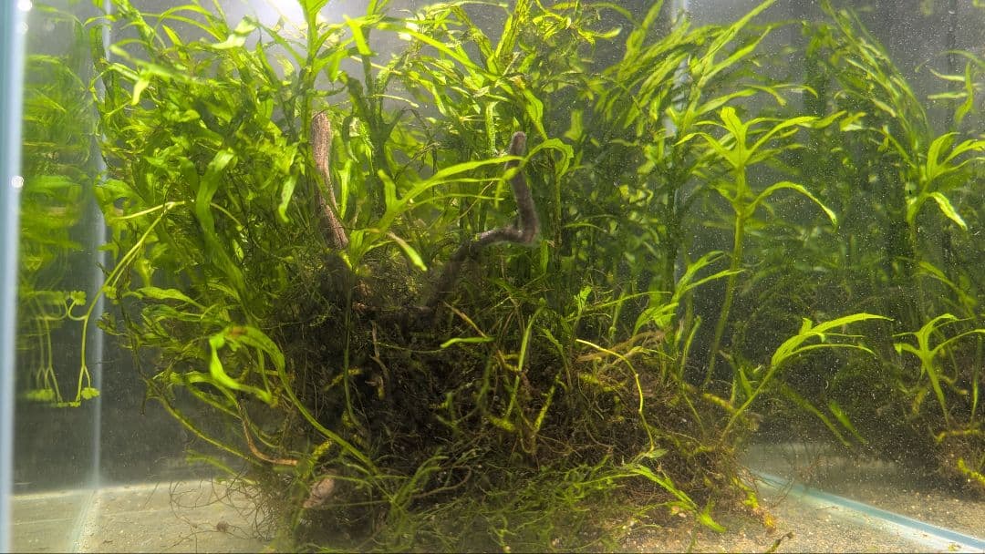 希少ミクロソリウムsp.サラワクカピットウエスト5株100葉以上大株自然活着流木