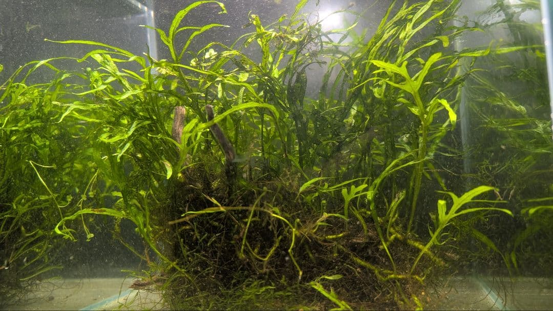 希少ミクロソリウムsp.サラワクカピットウエスト5株100葉以上大株自然活着流木