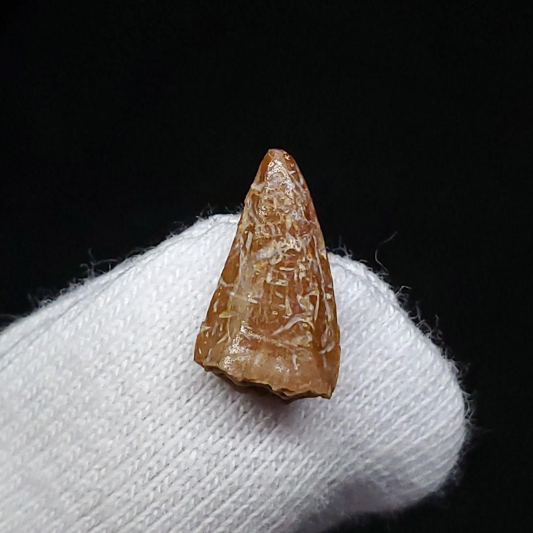 希少 ヴァリラプトル 化石 歯 恐竜 本物 フランス産 12.01mm fr86