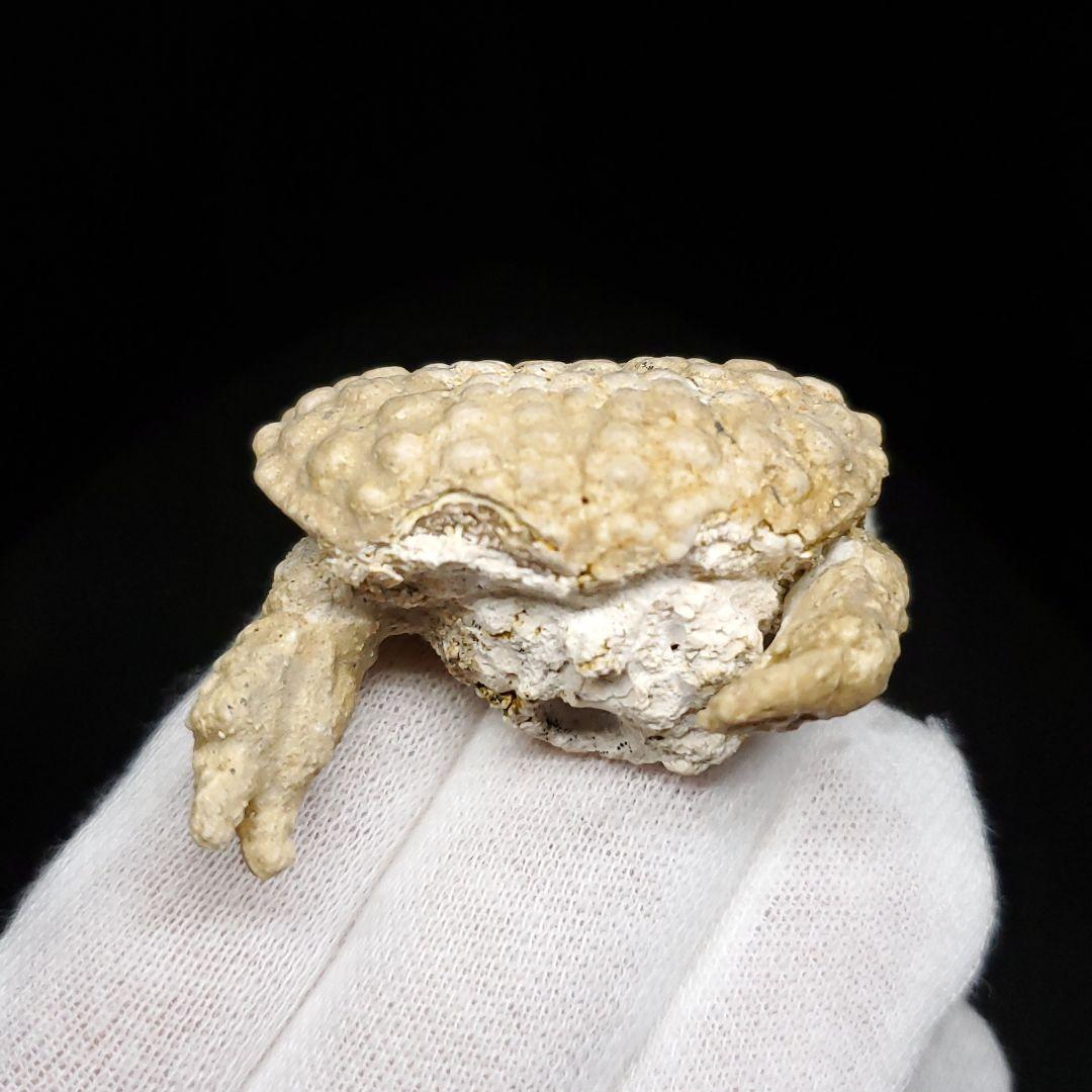 美品 カニ 本物 化石 産 38.77mm  fcr5