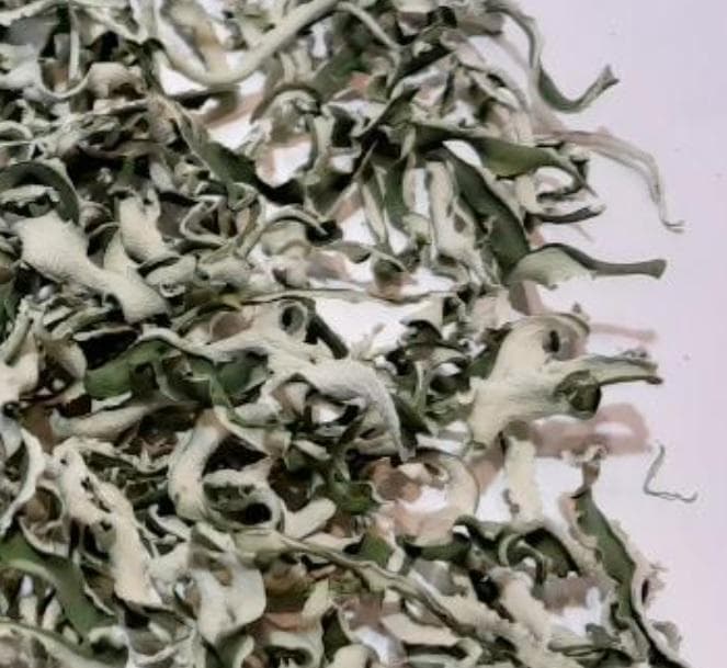 ３００g　(国産・高品質)乾燥パパイヤの皮の乾燥（無農薬・有機　茎900gセット