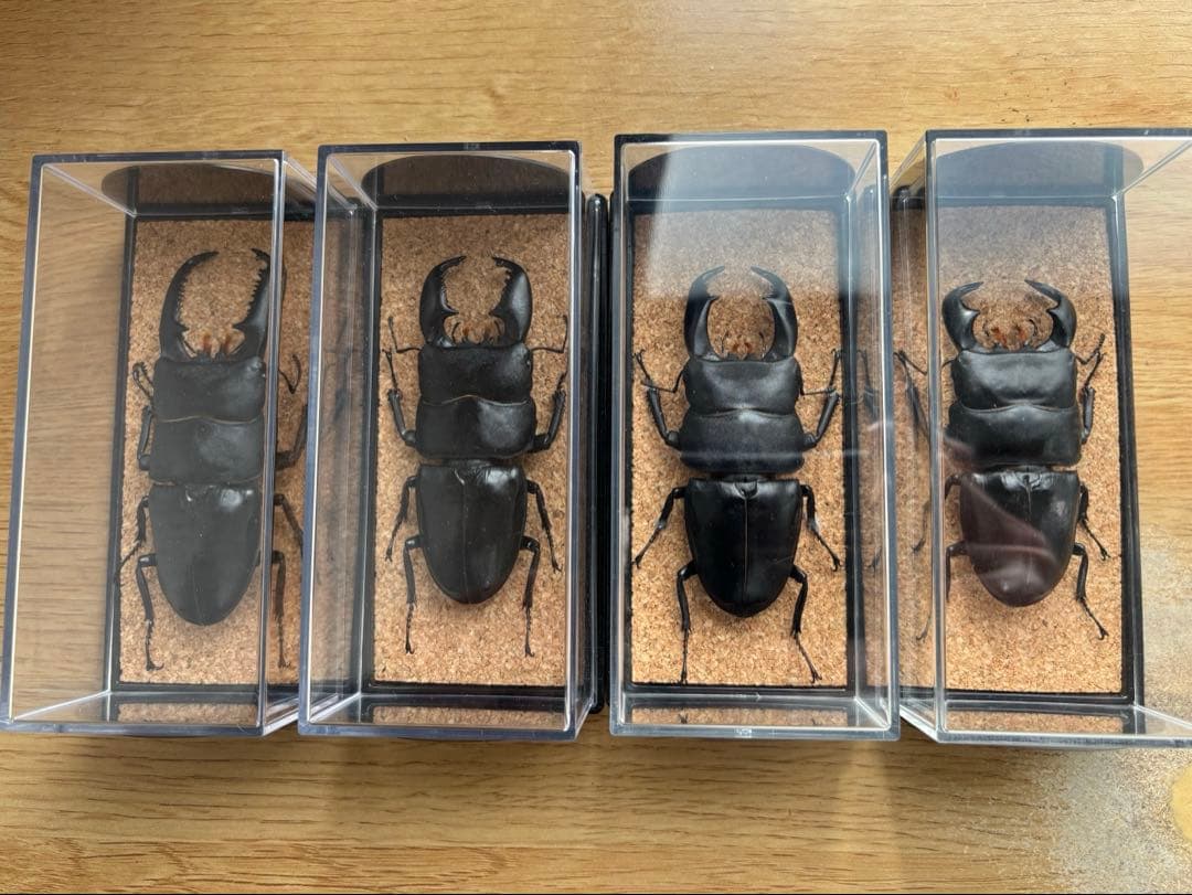 パラワン　スマトラ　テイオウ　ダイオウ　ヒラタ　クワガタ 乾燥標本 4匹セット