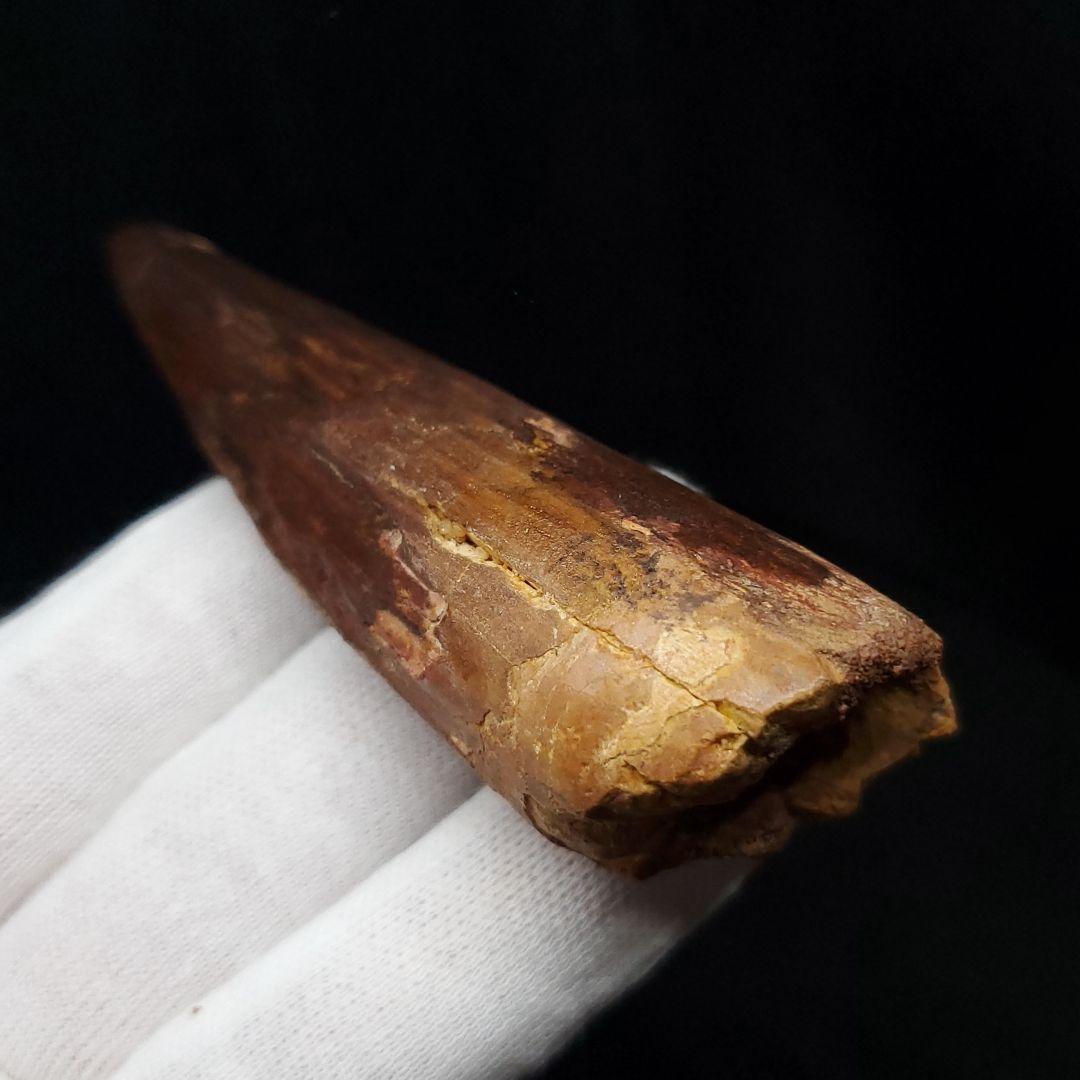 美品 スピノサウルス 本物 モロッコ産 82.41mm  sp430