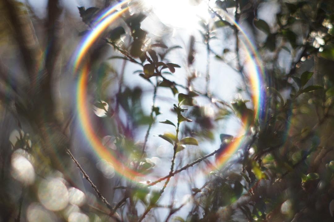 美品・作例有 PENTAX Super Takumar 55mm f1.8 後期