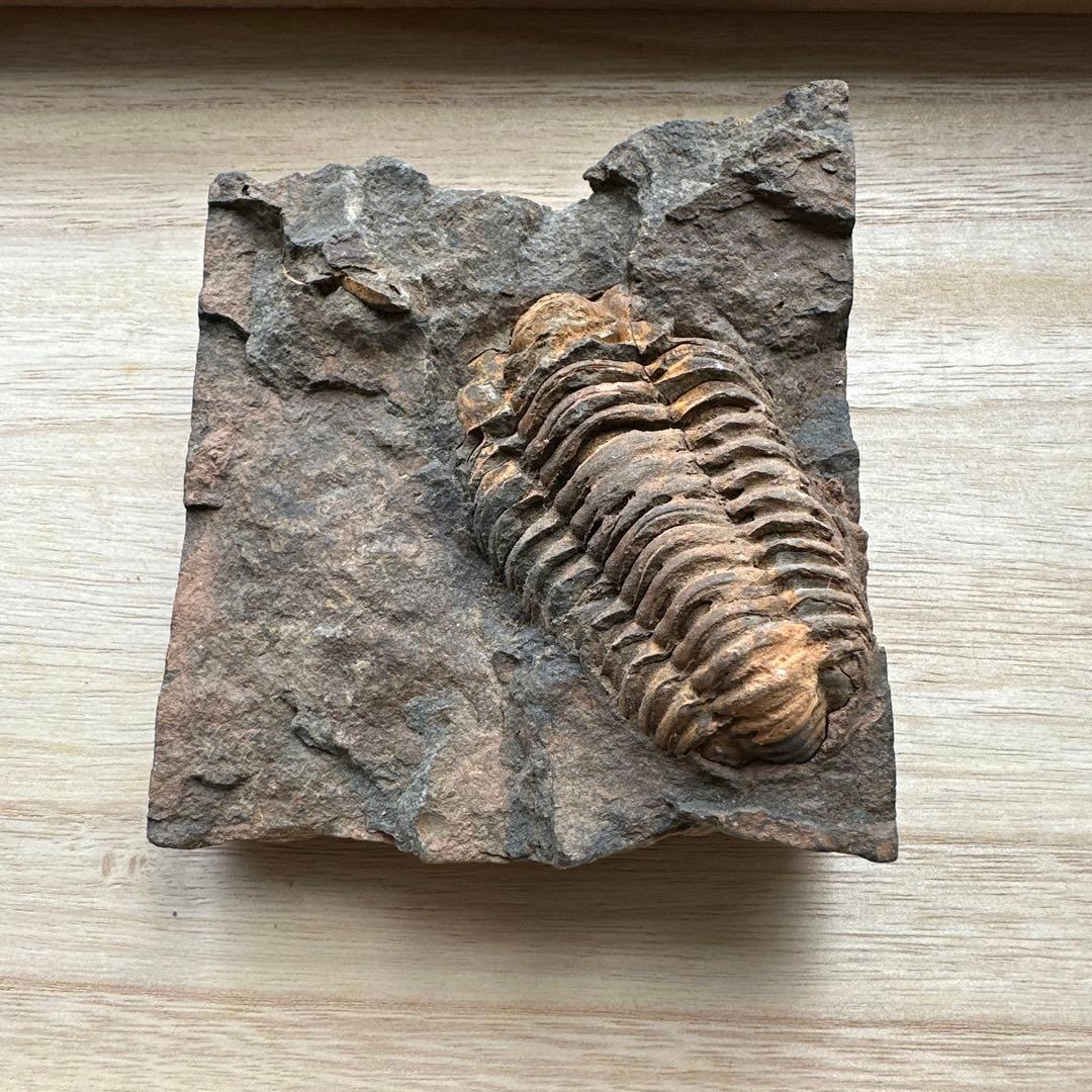 トリロバイト化石 保存状態良好 約15cm