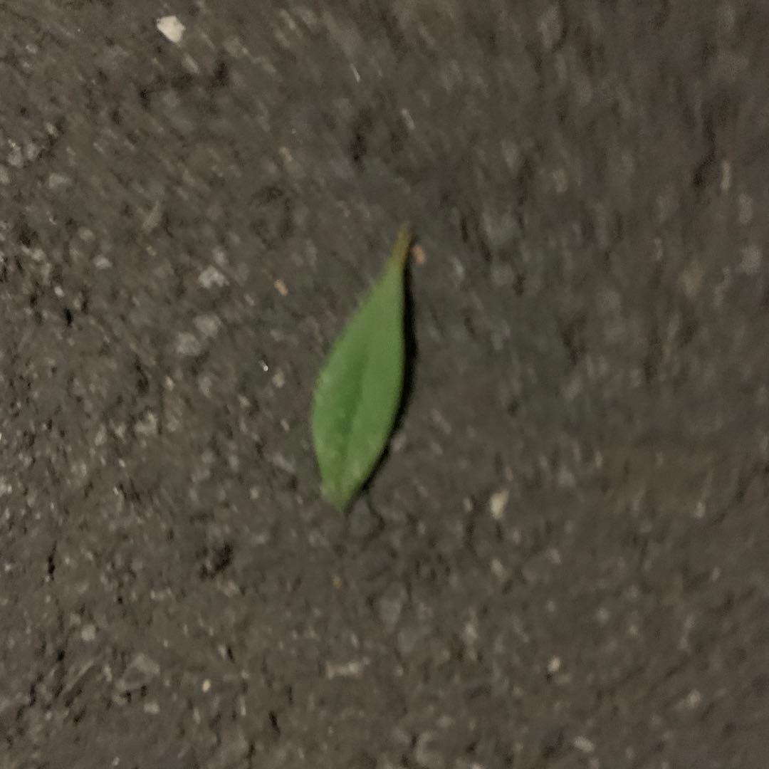 持つと幸運になる木の葉マンキーホルダー