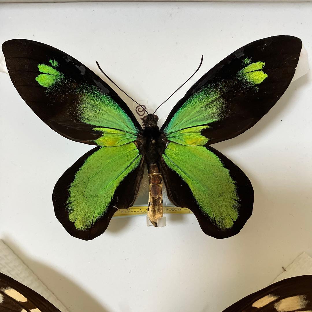 ビクトリアトリバネアゲハ（大型）