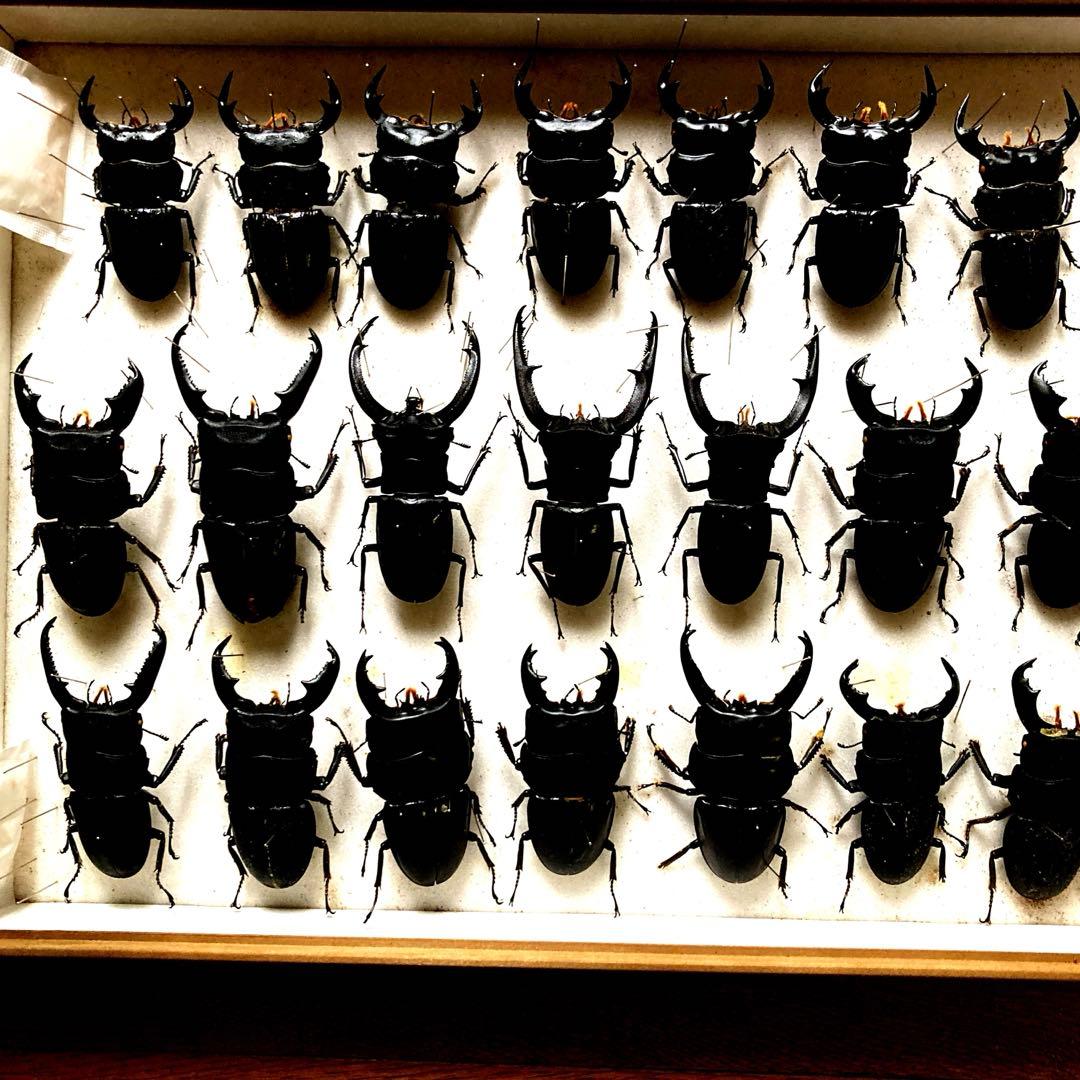 750mmオーバー1000mm世界のクワガタオオクワガタヒラタクワガタなど21頭
