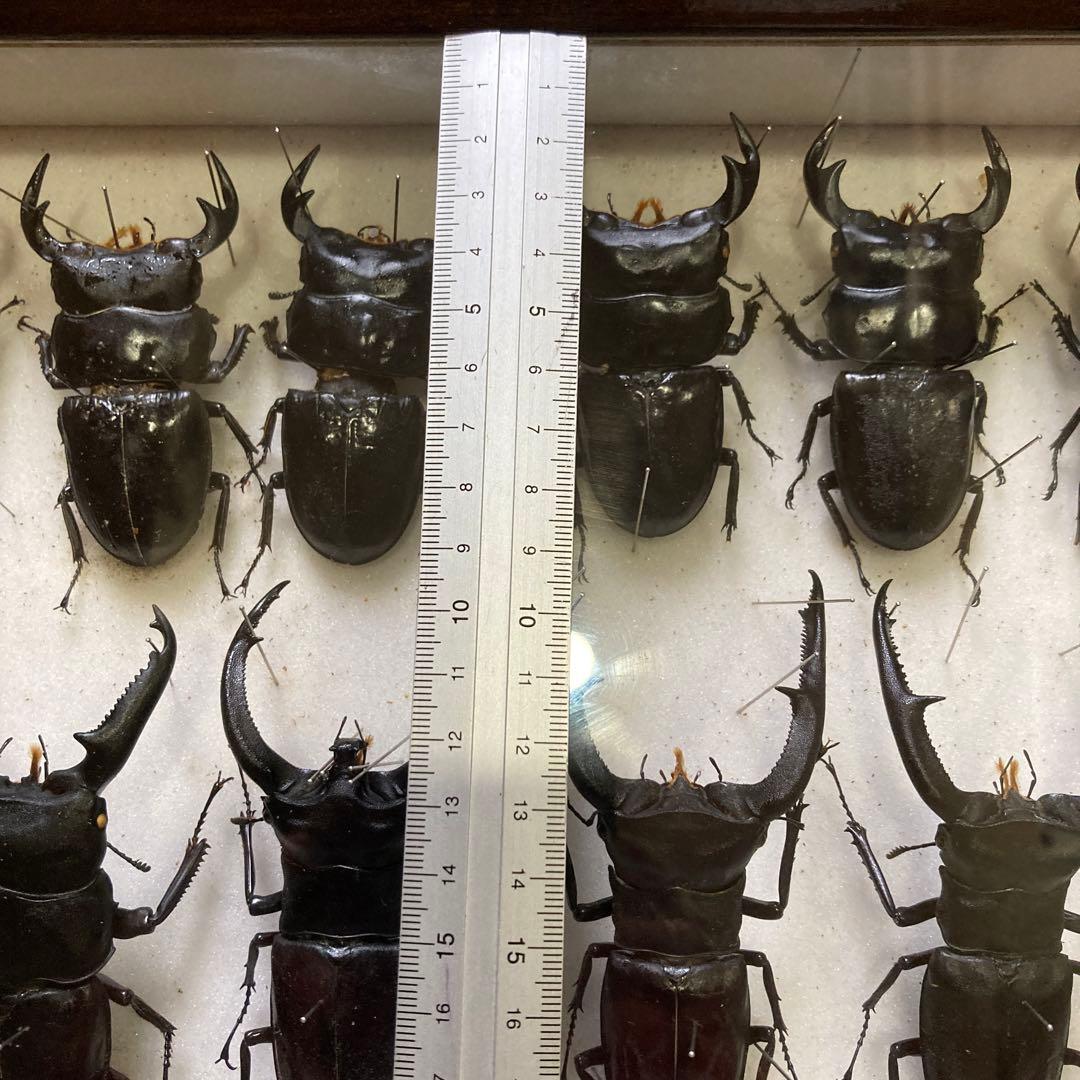 750mmオーバー1000mm世界のクワガタオオクワガタヒラタクワガタなど21頭