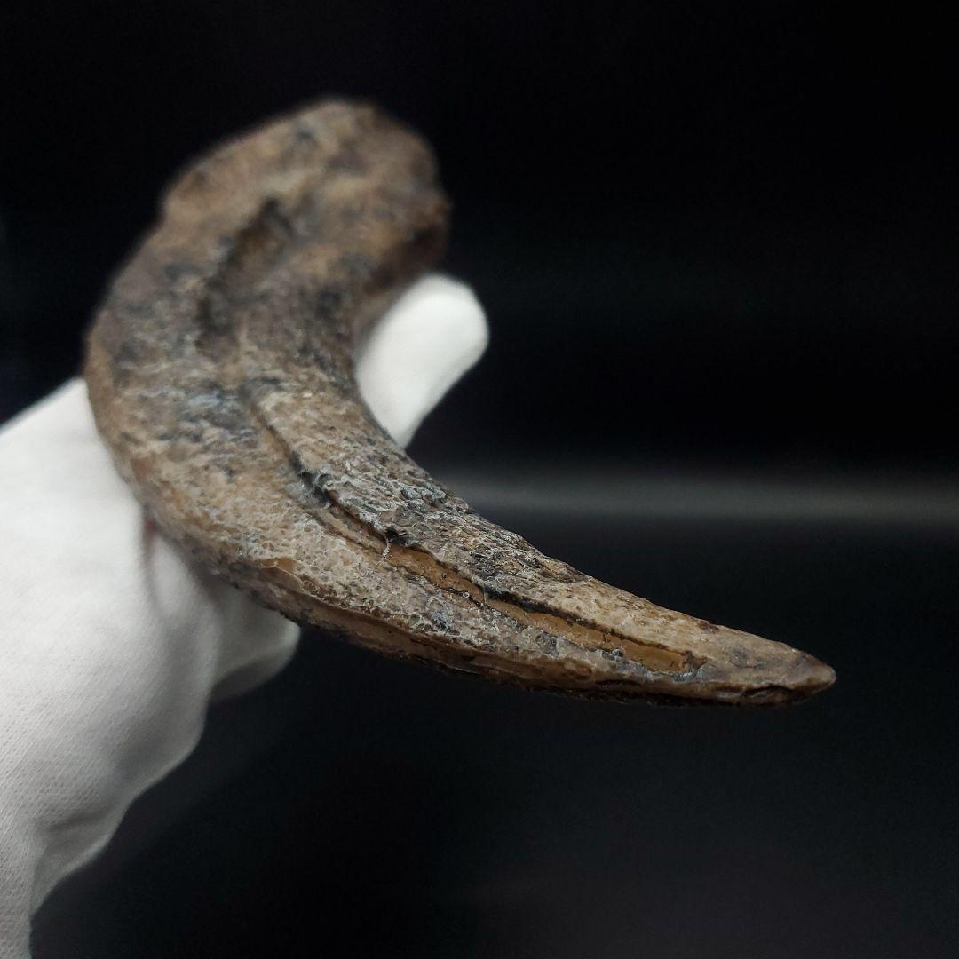 スピノサウルス 爪 レプリカ 184.47mm spr2