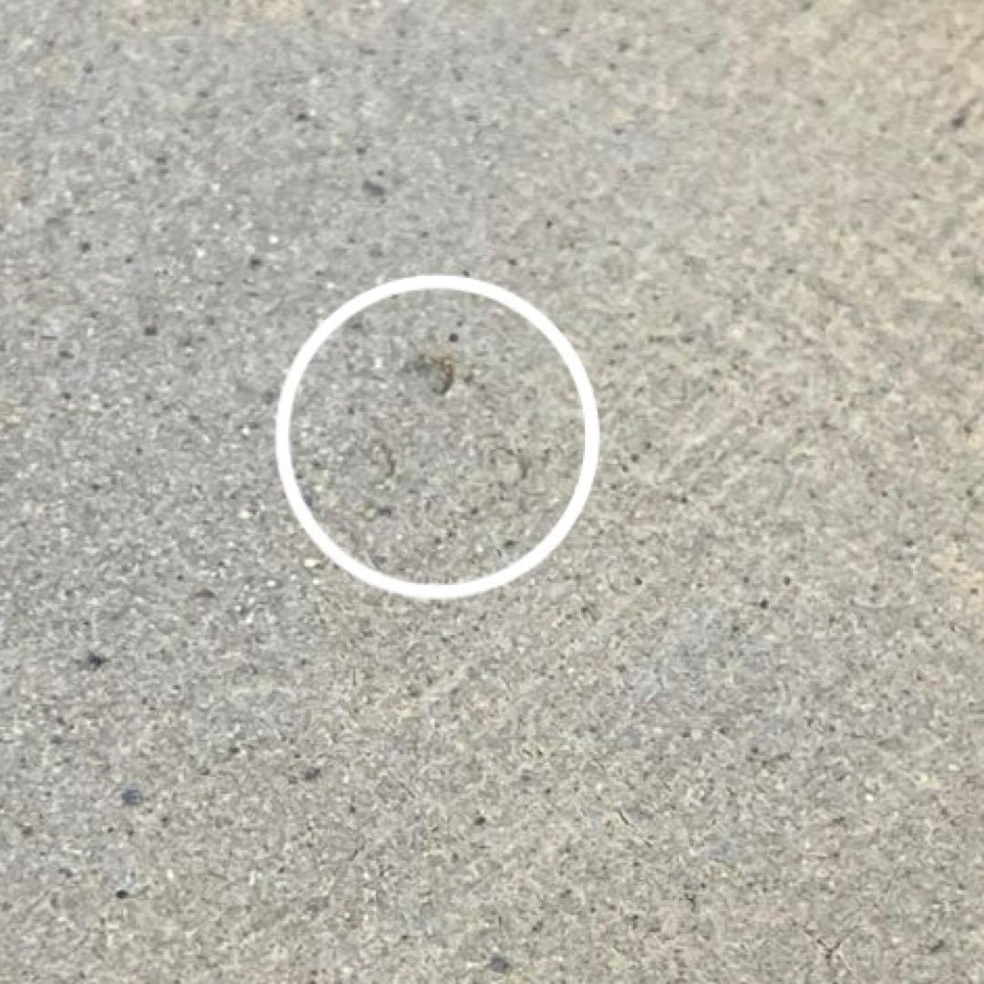 十三代 中里太郎右衛門陶房 唐津焼 角皿 2枚セット イチョウ 松 共箱付