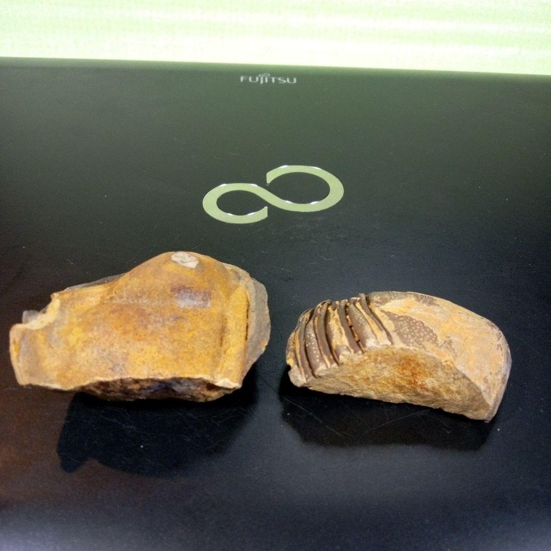 三葉虫　化石　fossil　ボリビア産　レア　Fossil識別⑦　２個セット