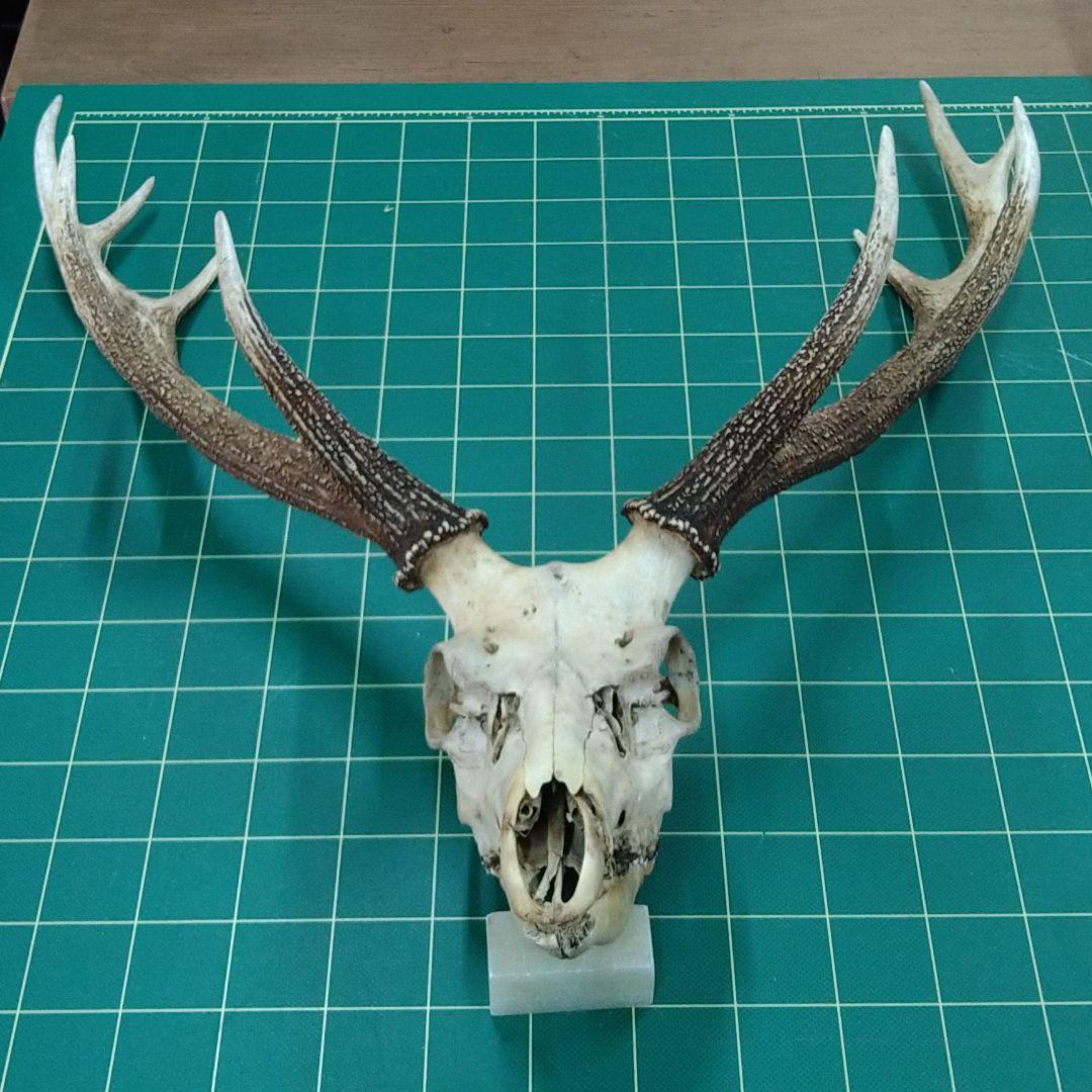 激レア　４又５尖　ニホンジカ頭骨　下顎付き