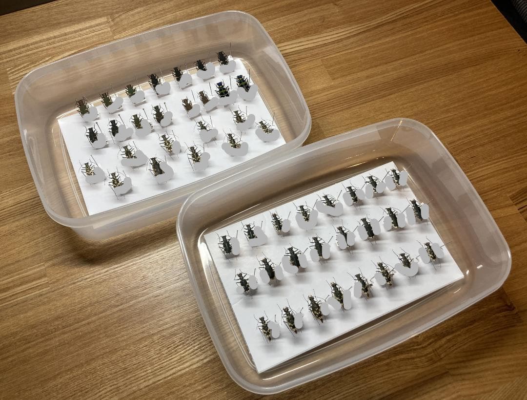 ベルサンタ　ハンミョウ詰め合わせ