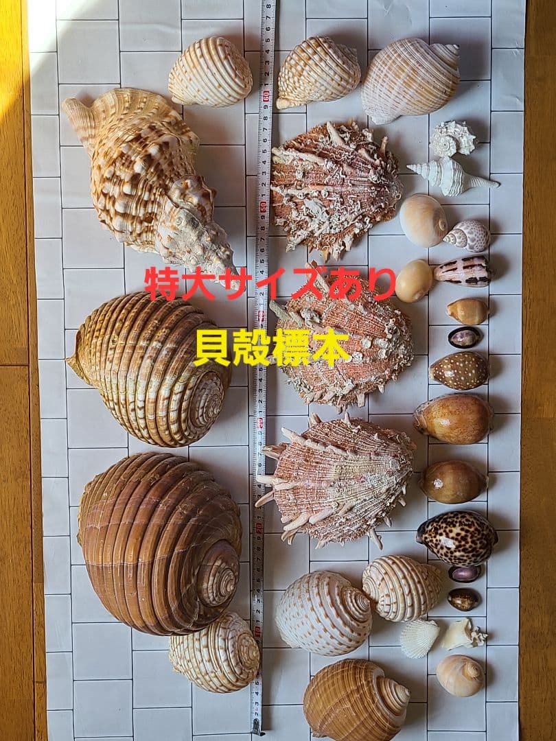 五島列島!特大! 貝殻　貝　標本　コレクション　タカラガイ　アンティーク　化石